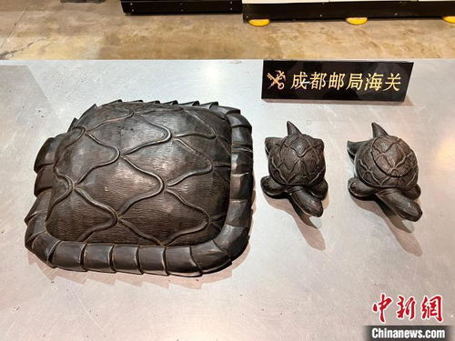 成都海關查獲瀕危貝類硨磲制品圍棋子
